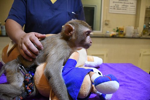 Ein geretteter Affe wird in der Klinik betreut. - © WFFT/dpa