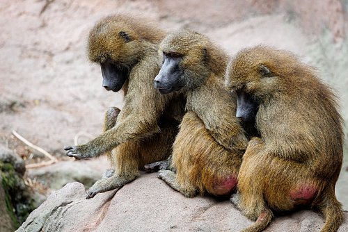 Die aus Platzgründen getöteten Paviane wurden zum Teil an Raubtiere des Zoos verfüttert. (Archivbild) - © Daniel Karmann/dpa