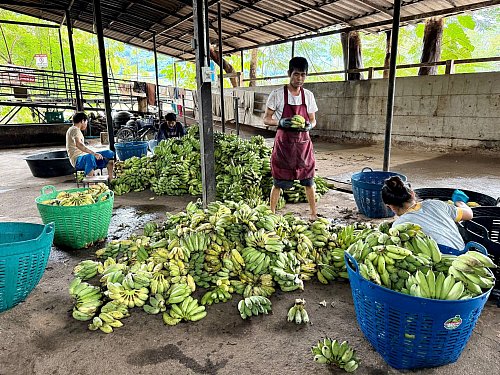 In der «Elefantenküche» werden täglich Tausende Bananen für die Tiere vorbereitet. - © Carola Frentzen/dpa