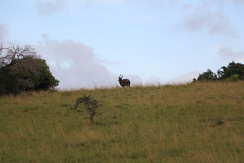 Antilope in Sicht: ein Kudu im Maputo-Nationalpark. - © Christian Seiz/dpa-tmn