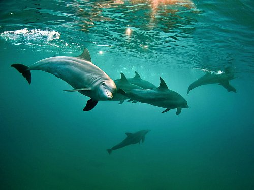 Unter Wasser geht der Naturschutz weiter: Vor der Küste Mosambiks liegt das erste grenzübergreifende Meeresschutzgebiet Afrikas. - © Jenny Stromvoll/Peace Parks Foundation/dpa-tmn