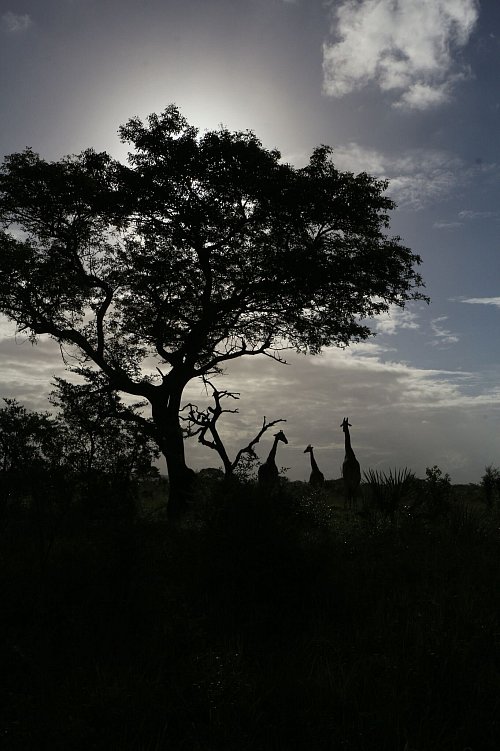 Auch sie gibt es dort, nicht nur Dickhäuter: Giraffen im Tembe Elephant Park. - © Christian Seiz/dpa-tmn