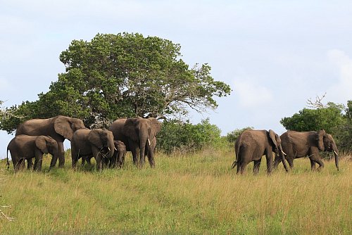 Keine Seltenheit: Elefanten im Maputo-Nationalpark. - © Christian Seiz/dpa-tmn