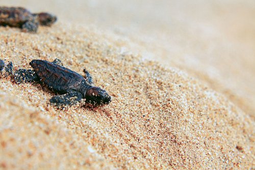 Auch Meeresschildkröten lassen sich am Strand des Maputo Nationalparks beobachten. - © Peace Parks Foundation/dpa-tmn