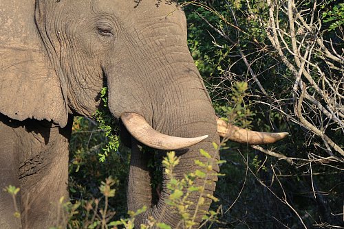 Elefantenbullen mit ungewöhnlich großen Stoßzähnen werden auch Super-Tusker genannt. Sie sind, wie hier im Tembe Elephant Park, ein Touristenmagnet. - © Christian Selz/dpa-tmn