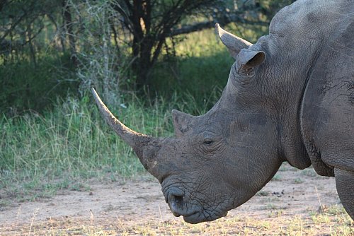 Ein Nashorn im Hlane Royal National Park in Eswatini. - © Christian Seiz/dpa-tmn