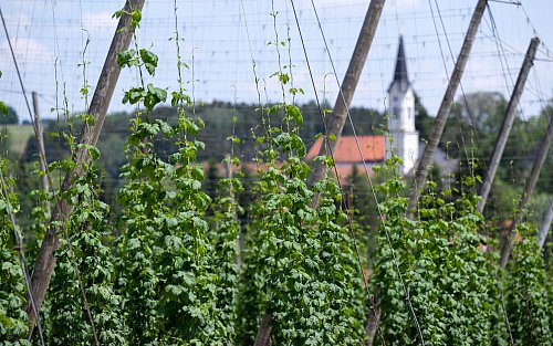Deutschland wird wohl trotz der aktuellen Rodungen größter Hopfenanbauer bleiben. (Archivbild) - © Sven Hoppe/dpa