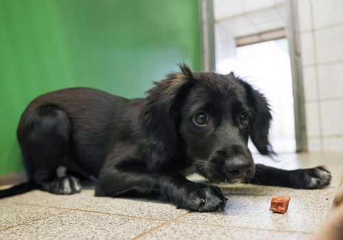 Kopf über Herz: Traurige Hundeaugen sollten kein Grund dafür sein, einen Vierbeiner zu adoptieren. - © Christian Charisius/dpa/dpa-tmn