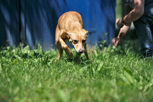 Ein professionelles Hundetraining kann ängstlichen Tieren helfen, entspannter und zutraulicher zu werden. - © Heike Schmidt-Röger/Kosmos/dpa-tmn