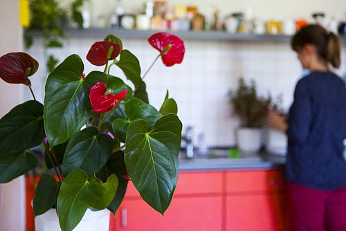 Mit einer Flamingoblume lassen sich farbliche Akzente in der Wohnung setzen. - © Silvia Marks/dpa-tmnt/dpa-tmn