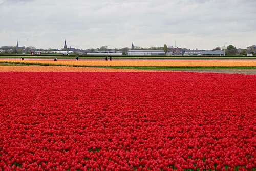 Tulpenfelder bei Lisse: Der Siegeszug der Frühlingsblume in den Niederlanden begann Ende des 16. Jahrhunderts in Leiden. - © Wolfgang Stelljes/dpa-tmn