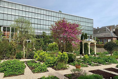 Der Botanische Garten der Universität Leiden hat eine lange Geschichte - er wurde 1590 gegründet. - © Wolfgang Stelljes/dpa-tmn