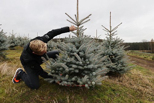 Zuerst die passende Höhe ausmessen, dann das Bäumchen auswählen und absägen - denn im Freien wirkt die Blaufichte kleiner als im Wohnzimmer. - © Bodo Schackow/dpa/dpa-tmn