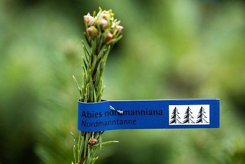 Nadelt nicht und hält lange - Nordmanntannen sind bei vielen Leuten beliebt. - © Rolf Vennenbernd/dpa/dpa-tmn