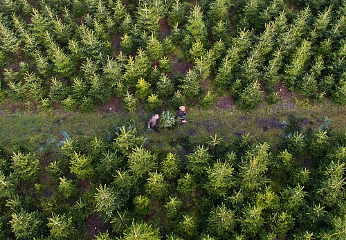 Am besten kauft man den Weihnachtsbaum regional - besonders frisch ist die Tanne, wenn man sie direkt auf der Plantage selbst schlägt. - © Julian Stratenschulte/dpa/dpa-tmn