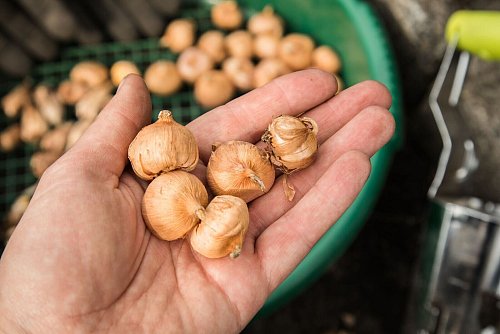 Einfache Faustregel: Die Größe der Blumenzwiebel entscheidet darüber, wie tief sie in die Erde kommt. - © Christin Klose/dpa-tmn
