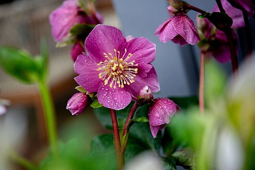 Blütenpracht im Winter: Lenzrosen blühen ab Februar zum Beispiel in Rosa. - © Hauke-Christian Dittrich/dpa/dpa-tmn