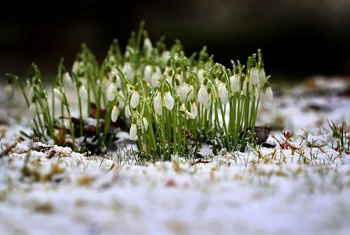Schneeglöckchen gehören zu den Frühblühern - sie blühen bereits ab Februar. - © Karl-Josef Hildenbrand/dpa/dpa-tmn