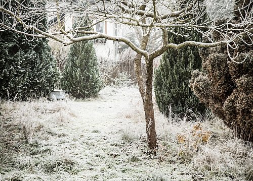 Raureif verleiht dem Garten einen winterlichen Glanz. - © Christin Klose/dpa-tmn