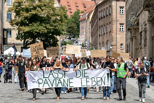 Die Tötung von Pavianen in Nürnberg hat scharfe Proteste hervorgerufen. (Archivbild) - © Daniel Karmann/dpa
