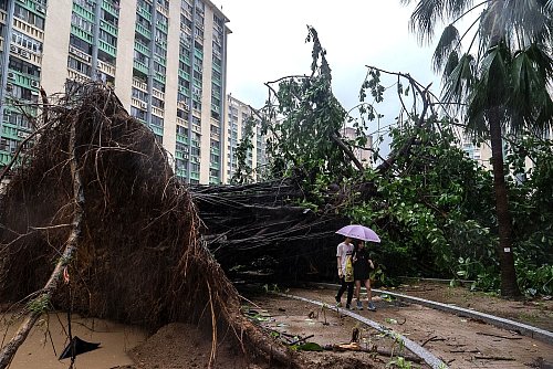 In Hongkong stürzten Hunderte Bäume um. - © Chan Long Hei/AP/dpa