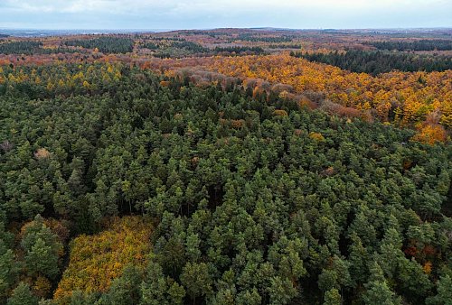 Nach dem Zweiten Weltkrieg bekam der Reichswald sein heutiges Gesicht mit vielen Rotbuchen und Eichen. - © Oliver Berg/dpa