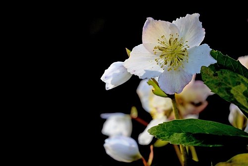 Kein Schnee? Mit ihren großen weißen Blüten sorgt die Christrose im Garten für ein winterliches Feeling. - © Ralf Hirschberger/dpa-Zentralbild/dpa-tmn