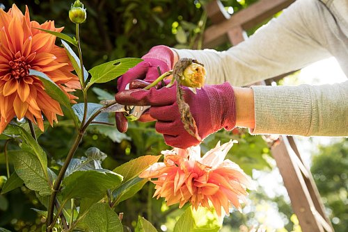 Für nachwachsende Blumenfülle: Welke Blüten von Dahlien sollte man regelmäßig abschneiden. - © Christin Klose/dpa-tmn