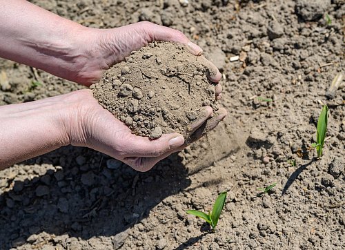 Das heiße Sommerwetter brachte Belastungen für die Landwirtschaft. (Archivbild) - © Patrick Pleul/dpa