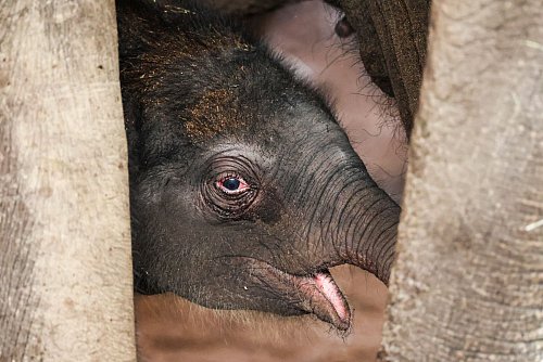 Elefanten-Geburt im Kölner Zoo. Aisatischer Jungelefant wohlauf. - © Christoph Reichwein/dpa