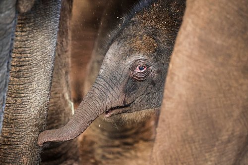 Elefanten-Geburt im Kölner Zoo: Elefanten-Junge wohlauf. - © Christoph Reichwein/dpa