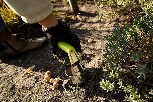Genug Raum, um aufzublühen: Blumenzwiebeln sollte man nicht zu eng setzen. Faustregel: die dreifache Breite der Zwiebel als Abstand. - © Christin Klose/dpa-tmn
