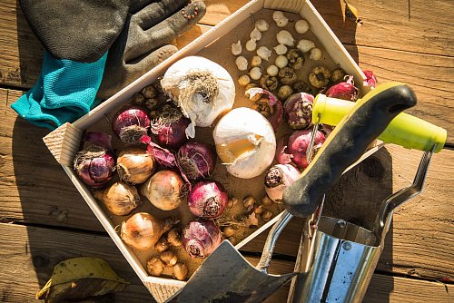 Die Blumenzwiebeln sind glatt, trocken und fest? Das ist ein gutes Zeichen. - © Christin Klose/dpa-tmn