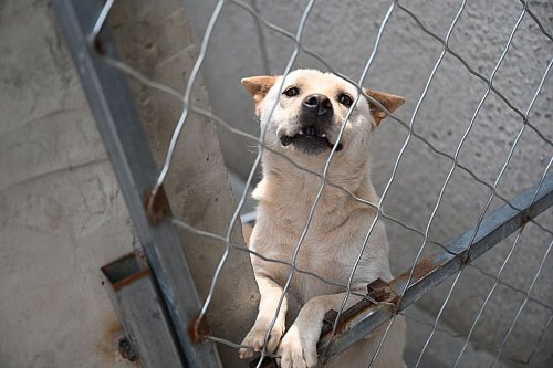Hunde, die vor dem Hundefleisch-Fest in Yulin gerettet werden, landen oft auf Zhao Xinqis Hof. - © Johannes Neudecker/dpa