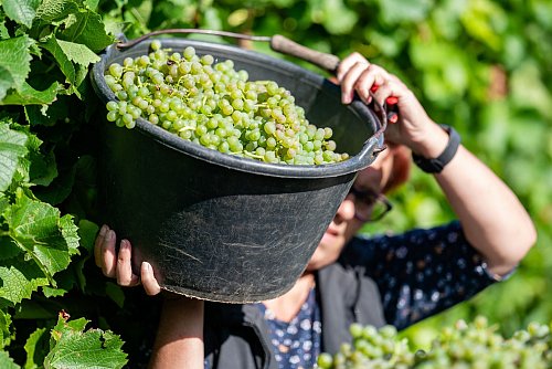 Fast kein Herbstmarkt oder Weinfest kommt ohne Federweißer aus. (Archivfoto) - © Uwe Anspach/dpa