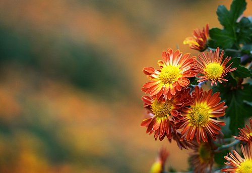 Chrysanthemen in sattem Orange setzen im Herbstbeet leuchtende Akzente. - © Patrick Seeger/dpa/dpa-tmn