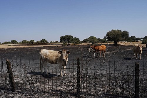 Auch Wild- und Weidetiere leiden stark unter den Waldbränden. - © Manuel Ángel Laya/EUROPA PRESS/dpa