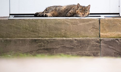 Die Vorliebe fürs Schlummern auf der linken Seite ist eine evolutionär entstandene Überlebensstrategie, vermuten Forschende. (Archivbild) - © Julian Stratenschulte/dpa