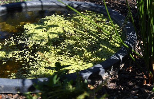 Auch ein kleiner Teich kann eine Bereicherung für den Garten sein. - © Andrea Warnecke/dpa-tmn