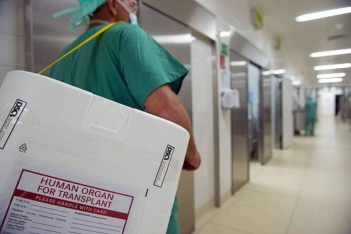 Schon sehr kleine Mengen des hochgiftigen Knollenblätterpilzes schädigen die Leber schwer. Für Patienten mit Leberversagen ist eine Lebertransplantation oft die einzige Möglichkeit zu überleben. (Symbolfoto). - © picture alliance / dpa