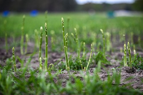 Grüner Spargel darf das Frühlingslicht genießen, er wächst überirdisch bei ebenem Boden. - © Jens Kalaene/dpa