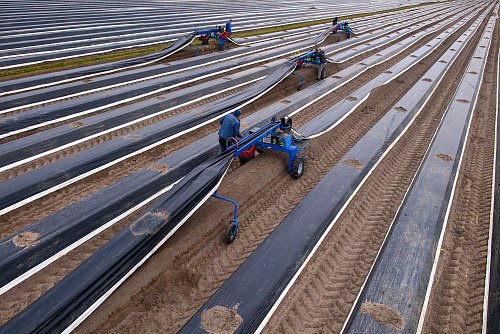 Die Stangen werden gestochen, sobald ihre Köpfe die Erde leicht anheben und Risse entstehen. - © Klaus-Dietmar Gabbert/dpa