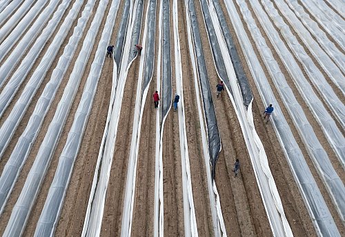 Der einheimische Spargel ist fast immer Folienspargel. - © Boris Roessler/dpa