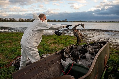 Die Geflügelpest hat in diesem Herbst besonders Kraniche erfasst. Tausende Tiere erlagen dem Virus. (Illustration) - © Christophe Gateau/dpa