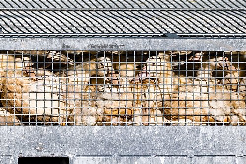 Schon mehr als eine halbe Million Enten, Gänse, Puten und Hühner wurden getötet, nachdem in den jeweiligen Beständen die Geflügelpest festgestellt worden war. (Illustration). - © Frank Hammerschmidt/dpa