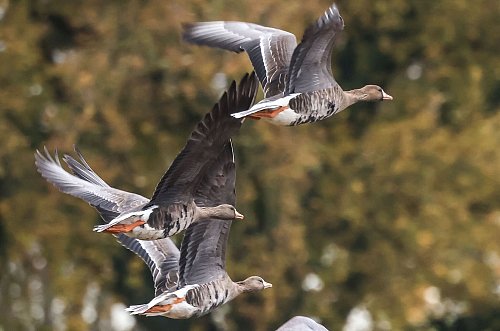 Am Niederrhein treffen Wildgänse aus dem Norden ein. - © Oliver Berg/dpa