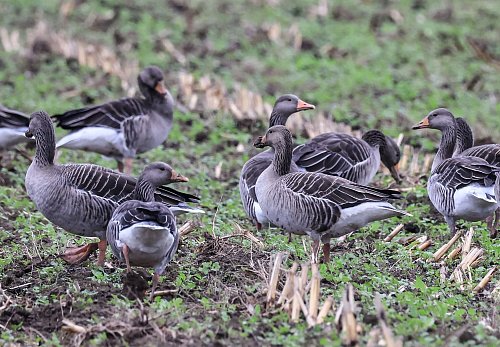 Am Niederrhein finden Wildgänse auch im Winter Futter. - © Oliver Berg/dpa