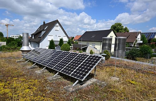 Damit die Solarmodule nicht verschattet werden, sollten Pflanzen auf Solargründächern nicht höher als 30 Zentimeter wachsen. - © Bernd Weißbrod/dpa/dpa-tmn