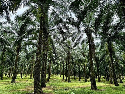In Indonesien werden riesige Waldgebiete wegen des weltweiten Palmöl-Booms abgeholzt. - © Carola Frentzen/dpa