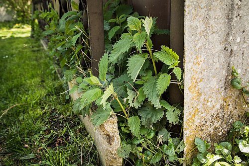 Vielseitige Brennnessel: Sie dient als Futter für Schmetterlingsraupen, schmeckt auch Menschen und ist als Jauche ein hervorragender Dünger. - © Christin Klose/dpa-tmn